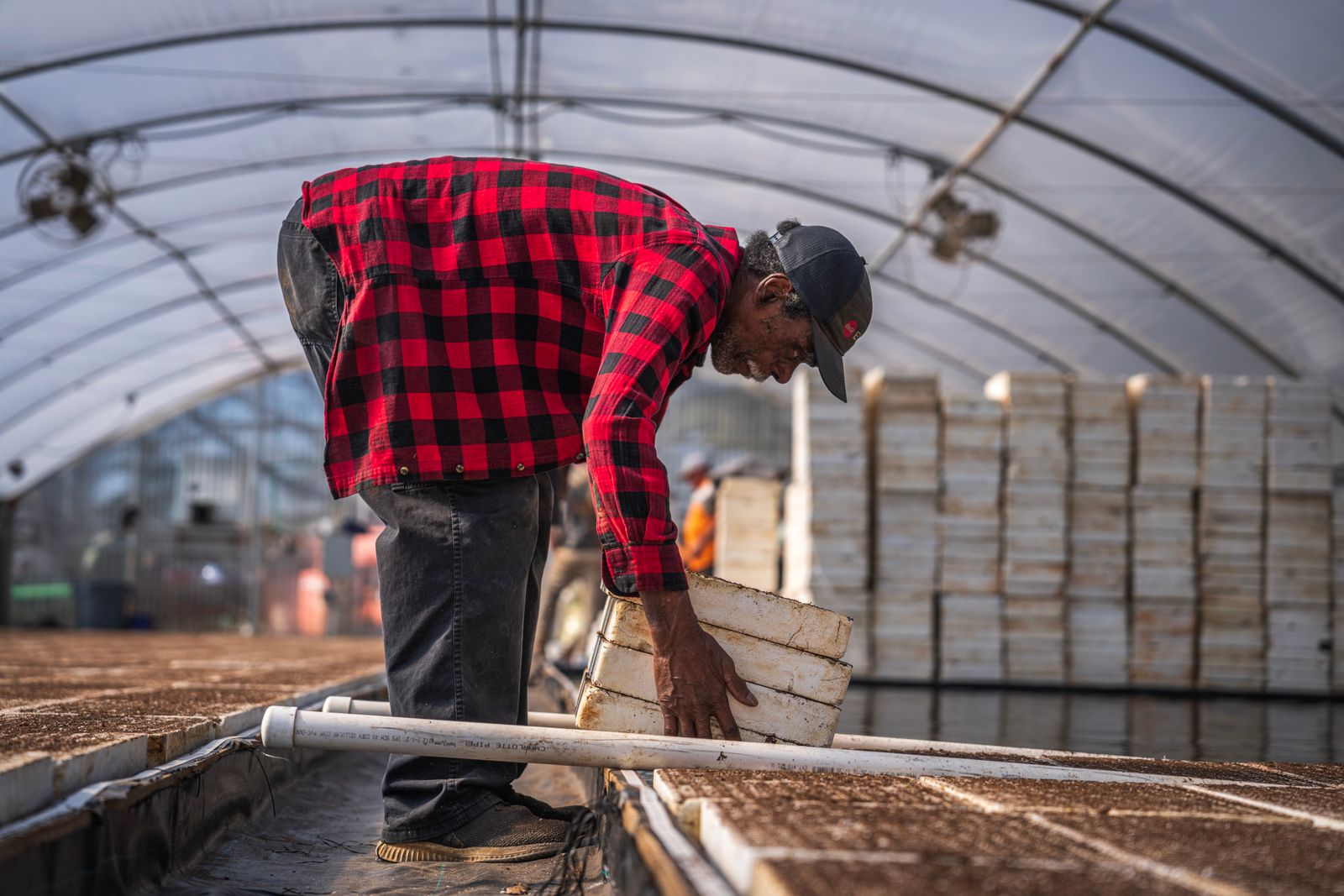 Fruit grower working inside a greenhouse